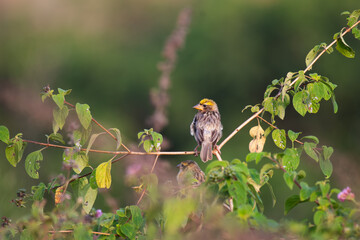 A beautiful baya weaver perched on a slender branch with lot of leaves with back pose and beautiful  blurred background.