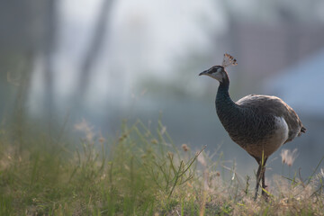 A beautiful Indian peahen stands gracefully in a field of vibrant grass. The background is soft focus with blurred.