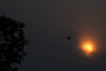 A solitary bird silhouetted  against a bright, hazy sun rise in a muted sky.