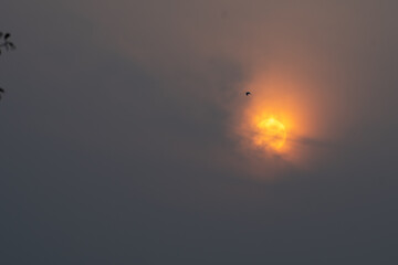 A solitary bird silhouetted  against a bright, hazy sun rise in a muted sky.