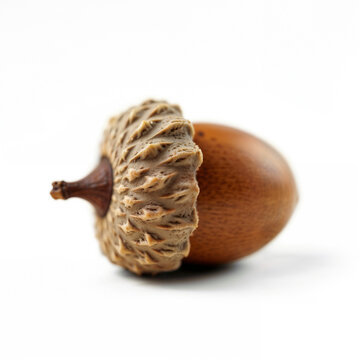 Close-Up of a Single Brown Acorn on White Background | Nature Detail Photography