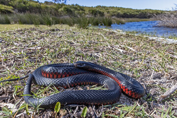 Red-bellied Black Snake curled up basking