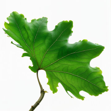 Single Fresh Green Oak Leaf with Visible Veins and Stem on a White Background. High-Resolution Botanical Capture for Nature Projects, Forest Themes, and Autumn Design