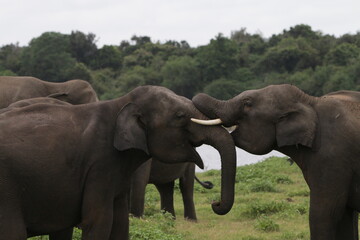 Fototapeta premium Sri Lankan Elephants and Tuskers in Kadulla National Park, Sri Lanka 