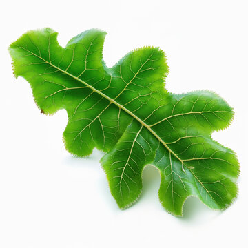 Vibrant Green Oak Leaf Isolated on White Background with Detailed Veins and Soft Edges. Perfect for Botanical Illustrations, Nature Design, and Forest Seasonal Projects.