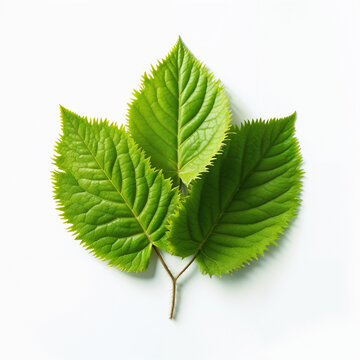 Trio of Green Leaves with Clear Veins on White Background in a Fresh Botanical Composition. High-Resolution Nature Close-Up Ideal for Spring, Gardening, and Eco-Friendly Design Themes