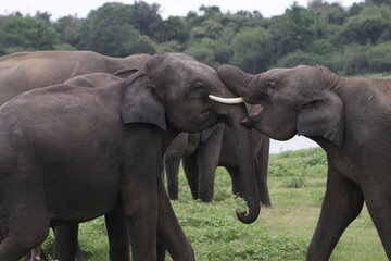 Obraz premium Sri Lankan Elephants and Tuskers in Kadulla National Park, Sri Lanka 