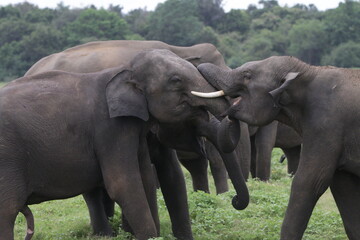 Sri Lankan Elephants and Tuskers in Kadulla National Park, Sri Lanka 