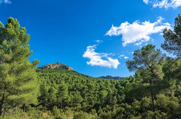 Obraz premium Lush mountain forest under a vibrant sky