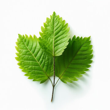 Three Vibrant Green Serrated Leaves Clustered Together on a White Background. Detailed Botanical Macro Perfect for Forest Design, Spring Nature Projects, and Fresh Plant Themes.