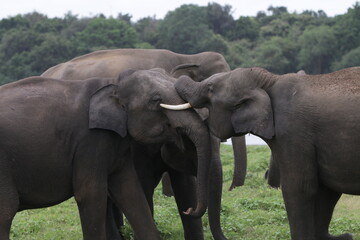 Obraz premium Sri Lankan Elephants and Tuskers in Kadulla National Park, Sri Lanka 