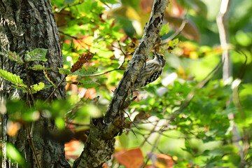 紅葉する森のコゲラ