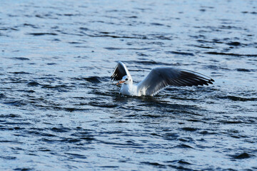 イクラをくわえるユリカモメ