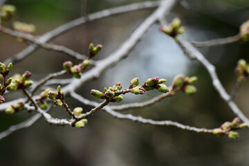 ソメイヨシノのつぼみ