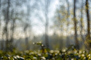 Nature exploration green background environment action in blur nature background