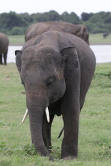Sri Lankan Elephants and Tuskers in Kadulla National Park, Sri Lanka 