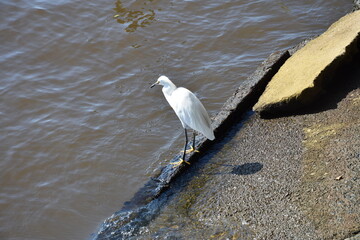 torres © jorgealberto