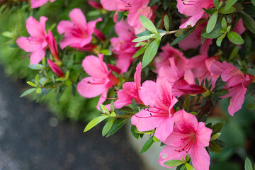 Vibrant Pink Azalea Blossoms in Full Bloom with Fresh Green Leaves. Rhododendron Closeup.