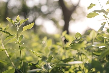 Obraz premium Nature action focusing on green plants outdoor environment with blur background