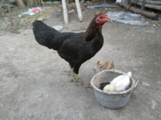A female village hen and her chicks are eating