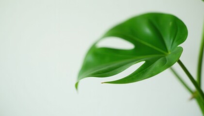 Fototapeta premium Large monstera in simple white planter Focus on vibrant leaf texture , stock photo, tropical