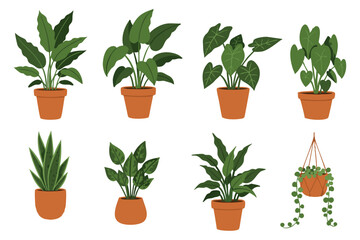 Obraz premium Collection of Green Houseplants in Pots