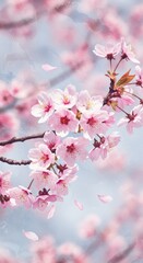 Obraz premium Close-up view of cherry blossom flowers blooming on branches with delicate petals against a dreamy blue sky background