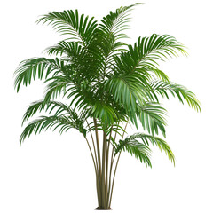Large artificial outdoor palm tree isolated on transparent background
