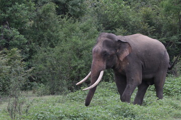 Sri Lankan Elephants and Tuskers in Kadulla National Park, Sri Lanka 
