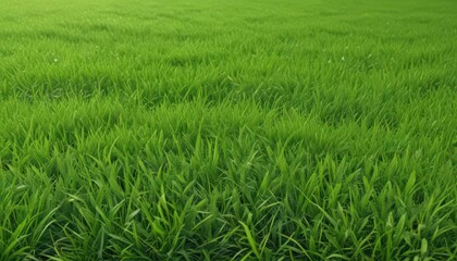 Obraz premium Bright, vivid green grass edge, perfect repeating texture , garden, greenery, vivid green