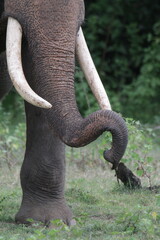 Obraz premium Sri Lankan Elephants and Tuskers in Kadulla National Park, Sri Lanka 