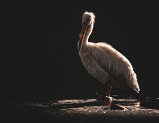 American White Pelican
