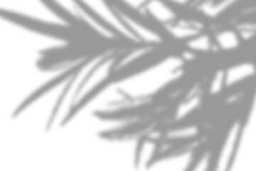 Blurred shadow of palm leaves against a white surface, with soft lines creating an abstract design.