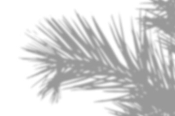 Detailed palm shadow play across a white backdrop, evoking a tropical, serene ambiance.