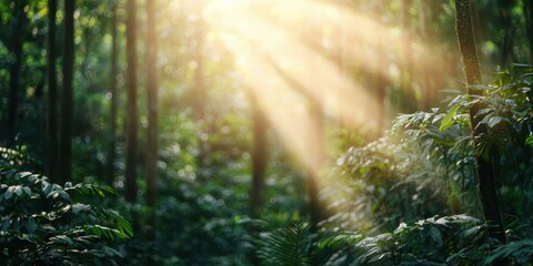 Sunbeams Illuminate Lush Green Forest Canopy Sunlight Filtering Through Trees Tranquil Nature Scene