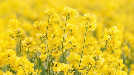 Fototapeta premium Vibrant Yellow Rapeseed Flowers Blooming in a Sunny Field A Stunning Springtime Nature Scene