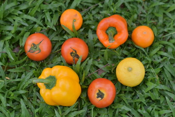 Freshly harvested tomatoes and bell peppers arranged, Organic Vegetables and Healthy Food, Fresh Colorful Peppers and Tomatoes Ready to Cook