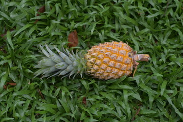 Fresh Pineapple, Pineapple on a green background. Fresh pineapple on the natural, ripe pineapple on green grass