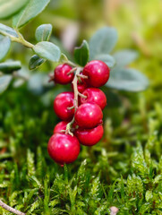 Berry cluster of lingonberries Vaccinium vitis-idaea in the forest. Macro close-up photo of cowberry bunch.
