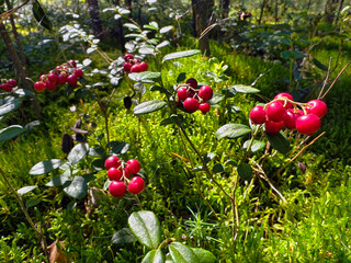 Berry cluster of lingonberries Vaccinium vitis-idaea in the forest. Macro close-up photo of...