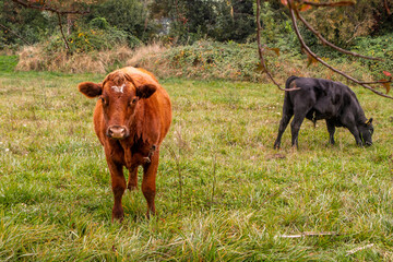 
Cows, bulls and steers or cattle in southern Chile, El Carmen, Ñuble