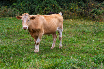 
Cows, bulls and steers or cattle in southern Chile, El Carmen, Ñuble