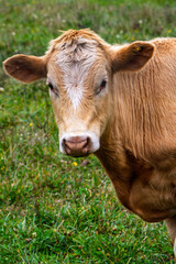 
Cows, bulls and steers or cattle in southern Chile, El Carmen, Ñuble