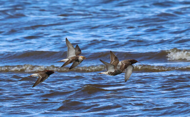 seabirds flying over the waves of sea water on a beautiful sunny morning