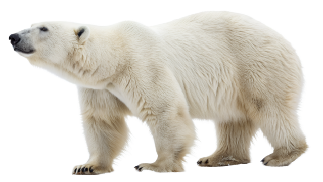 A polar bear standing sideways with its head turned slightly to the left side of the frame view image png on transparent background