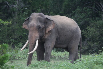 Obraz premium Sri Lankan Elephants and Tuskers in Kadulla National Park, Sri Lanka 