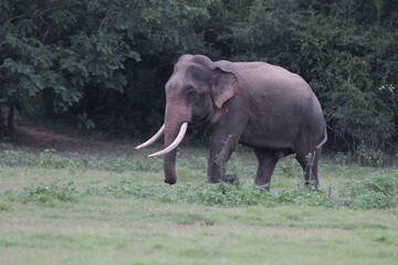 Sri Lankan Elephants and Tuskers in Kadulla National Park, Sri Lanka 