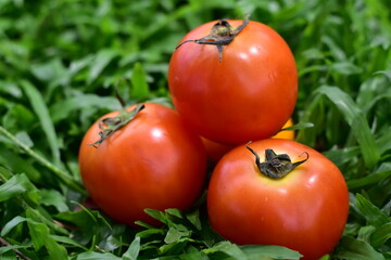 Freshly harvested tomatoes and bell peppers arranged, Organic Vegetables and Healthy Food, Fresh Colorful Peppers and Tomatoes Ready to Cook