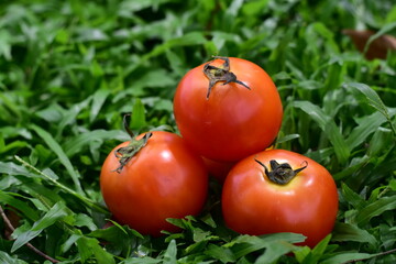 Freshly harvested tomatoes and bell peppers arranged, Organic Vegetables and Healthy Food, Fresh Colorful Peppers and Tomatoes Ready to Cook