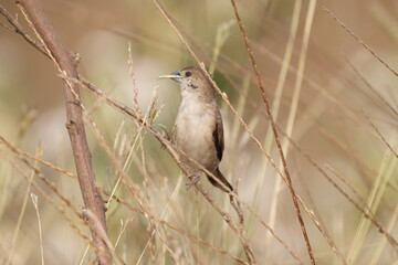 Silverbill
